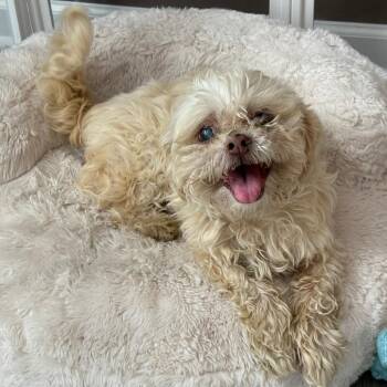 Miso -  Shih Tzu Dog for Adoption in Raleigh, North Carolina - Miso | PetCurious