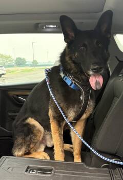 Rex V -  German Shepherd Dog Dog for Adoption in Fredonia, Wisconsin - Rex V | PetCurious