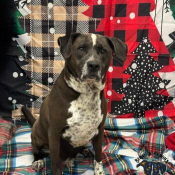 Hound Dogs Available for Adoption in Huntington, West Virginia - DeLaCruz | PetCurious