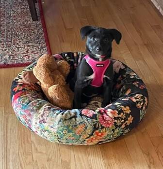 Black Labrador Retriever and Collie Dogs Available for Adoption - Tara | PetCurious