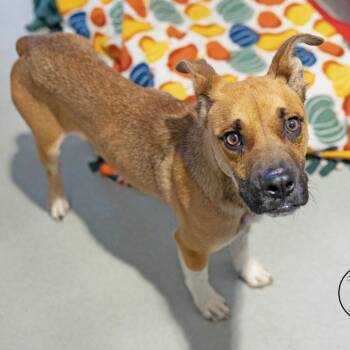 Pit Bull Terrier Dogs Available for Adoption in Abilene, Texas - Fuego | PetCurious