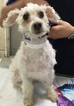 Poodle Dogs Available for Adoption in Riverside, California - MARSHMALLOW | PetCurious