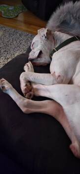 Freya -  Boxer Dog for Adoption in Sanford, Michigan - Freya | PetCurious