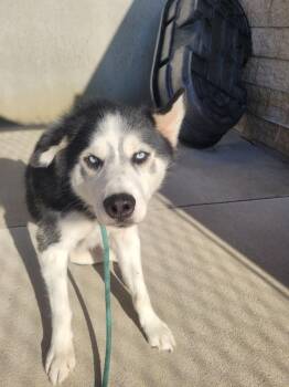 Rescue Husky Dogs for Adoption in Mason City, Iowa - Boris | PetCurious