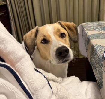 Retriever and Mixed Breed Dogs Available for Adoption - Indie | PetCurious