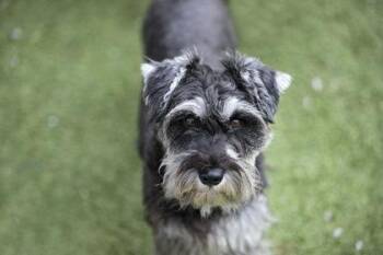 Rescue Miniature Schnauzer Dogs for Adoption in Peyton, Colorado - Clover | PetCurious