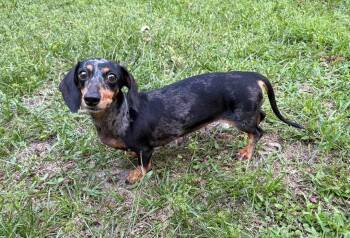 Dora -  Dachshund Dog for Adoption in Fort Walton Beach, Florida - Dora | PetCurious