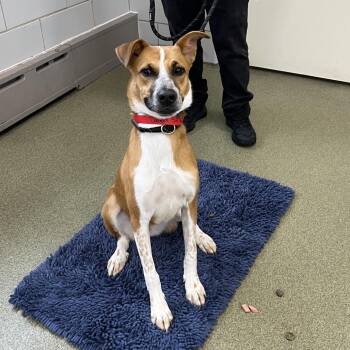 Canela -  Cattle Dog and Mixed Breed Dog for Adoption in Chicago, Illinois - Canela | PetCurious
