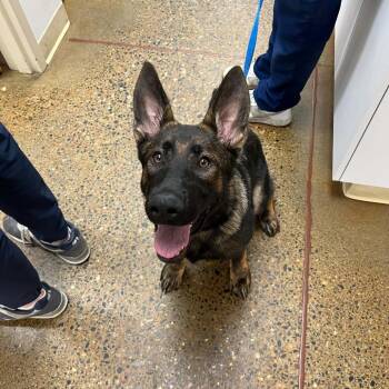 River D12207 -  German Shepherd Dog Dog for Adoption - River D12207 | PetCurious