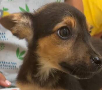 POCHI -  Chihuahua Dog for Adoption in Elizabethton, Tennessee - POCHI | PetCurious