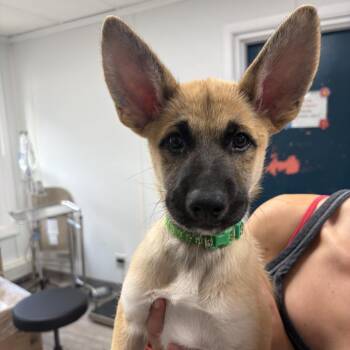 Atlas -  German Shepherd Dog Dog for Adoption in Newark, New Jersey - Atlas | PetCurious