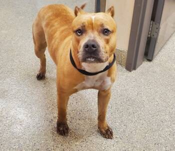 Rescue Pit Bull Terrier and Mixed Breed Dogs for Adoption in Kansas City, Missouri - Cleo | PetCurious