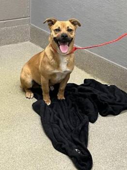 Pit Bull Terrier and Mixed Breed Dogs Available for Adoption - CAPPUCCINO | PetCurious