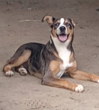 Indie -  Australian Shepherd Dog for Adoption in Baker, Louisiana - Indie | PetCurious