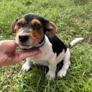 Basil -  Terrier Dog for Adoption in Harlingen, Texas - Basil | PetCurious