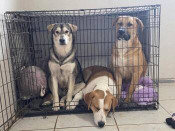 SCOOBY -  Labrador Retriever Dog for Adoption in Richmond, Texas - SCOOBY | PetCurious