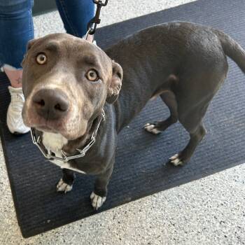 Rescue Pit Bull Terrier Dogs for Adoption in Carlyle, Illinois - King | PetCurious