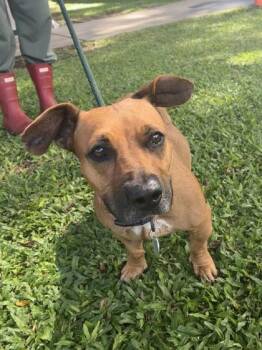 Kakoa -  Hound and Mixed Breed Dog Available for Adoption in Honolulu, Hawaii - Kakoa | PetCurious