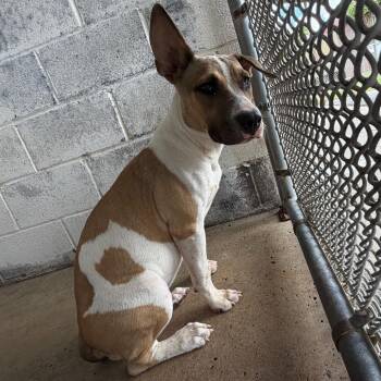 Love -  Bull Terrier and Mixed Breed Dog for Adoption in Edinburg, Texas - Love | PetCurious