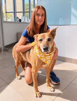 Luna -  Shepherd Dog for Adoption in Euless, Texas - Luna | PetCurious