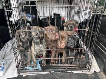 Labrador Retriever and Mixed Breed Dogs Available for Adoption in Broomfield, Colorado - Comeause / Dartha Vader | PetCurious