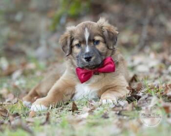 Bentley - 10 weeks old -  Australian Shepherd and Collie Dog for Adoption in Tuscaloosa, Alabama - Bentley - 10 Weeks Old | PetCurious