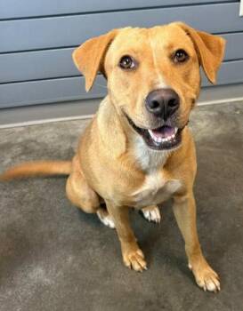 Marley -  Retriever and Mixed Breed Dog for Adoption in Brunswick, Georgia - Marley | PetCurious