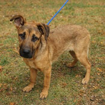 Shepherd and Mixed Breed Dogs Available for Adoption - Pupperoni | PetCurious