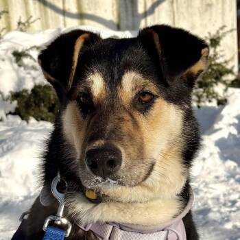 Husky Dogs Available for Adoption - Millie | PetCurious