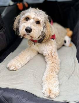 Miley (Special Needs) -  Bernedoodle Dog for Adoption in Silvana, Washington - Miley (Special Needs) | PetCurious
