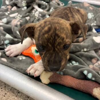 Charles -  Boxer and Mixed Breed Dog for Adoption in Kanab, Utah - Charles | PetCurious