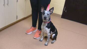 DAISY -  Australian Cattle Dog Blue Heeler and Mixed Breed Dog for Adoption in Cookeville, Tennessee - DAISY | PetCurious