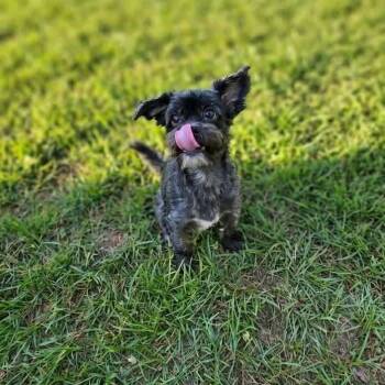 Molly Elizabeth -  Shih Tzu and Mixed Breed Dog for Adoption in Houston, Texas - Molly Elizabeth | PetCurious