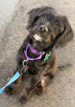 Taco * -  Schnauzer and Terrier Dog for Adoption in West Palm Beach, Florida - Taco * | PetCurious