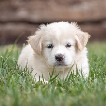 Galaxy Pup - Doppler -  Shepherd and Golden Retriever Dog for Adoption in San Diego, California - Galaxy Pup - Doppler | PetCurious