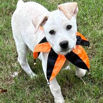 King -  Jack Russell Terrier and Cocker Spaniel Dog for Adoption in Boerne, Texas - King | PetCurious