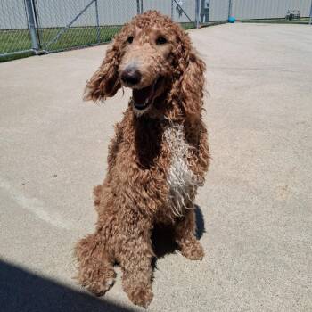 Golden Retriever and Poodle Dogs Available for Adoption in Dixon, Illinois - Mazzie | PetCurious