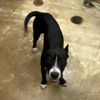 Turbo - 050701U -  Terrier and Mixed Breed Dog for Adoption in Tupelo, Mississippi - Turbo - 050701U | PetCurious