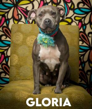 Gloria -  Pit Bull Terrier Dog for Adoption in North Myrtle Beach, South Carolina - Gloria | PetCurious
