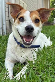 EDDIE -  Beagle Dog for Adoption in Franklin, Tennessee - EDDIE | PetCurious