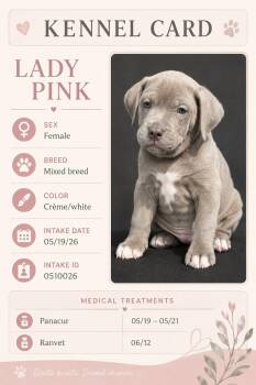 Lady Pink -  Mixed Breed Dog for Adoption in Ashland, Kentucky - Lady Pink | PetCurious