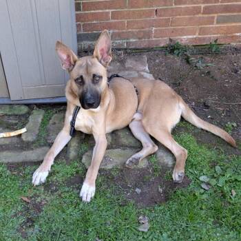 Kronk -  Shepherd Dog for Adoption in Greensboro, North Carolina - Kronk | PetCurious