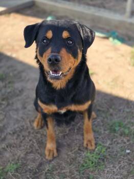 LUCY 425 -  Rottweiler Dog for Adoption in New Berlin, Wisconsin - LUCY 425 | PetCurious