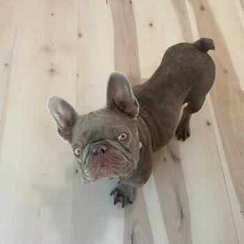 Bella -  French Bulldog Dog for Adoption in Huber Heights, Ohio - Bella | PetCurious