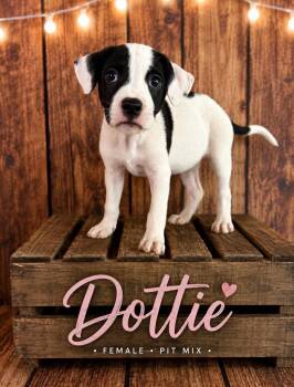 Dottie (Gatsbys litter) -  American Staffordshire Terrier and Staffordshire Bull Terrier Dog for Adoption in Holly Springs, North Carolina - Dottie (Gatsbys Litter) | PetCurious