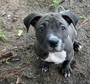 Hazel (Born March 3, 2026) -  Boxer Dog for Adoption in Troy, Alabama - Hazel (Born March 3, 2026) | PetCurious