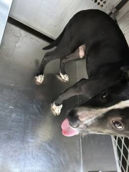 Rescue Mixed Breed Dogs for Adoption in Fort Worth, Texas - 59555479 | PetCurious