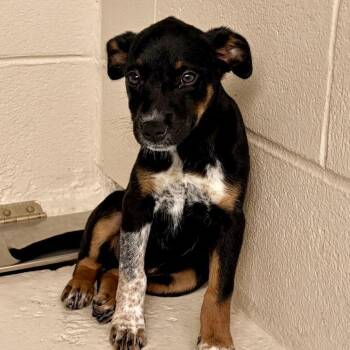 Faye 26-05-091 -  Australian Cattle Dog Blue Heeler Dog for Adoption in Bastrop, Texas - Faye 26-05-091 | PetCurious