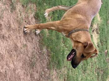 Elsa -  Yellow Labrador Retriever and Black Mouth Cur Dog for Adoption in Gilbert, Arizona - Elsa | PetCurious