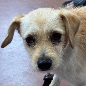 Gelato -  Chihuahua Dog for Adoption in Goleta, California - Gelato | PetCurious